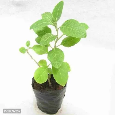 Baishnab Ajwine Plant Ajwain Plant-thumb2