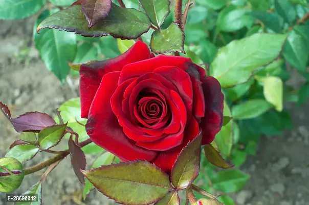 Baishnab Rose Plant Red Hybrid Rose Plant-thumb0