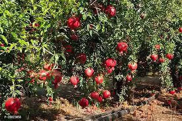 Baishnab  Anaar plant CFO392 Pomegranate Plant