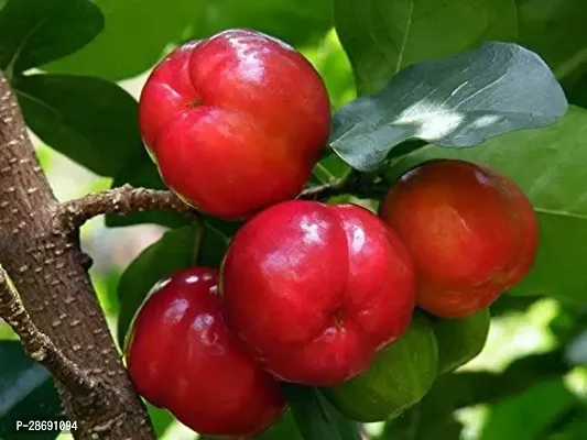 Baishnab Cherry Fruit Plant CHERRY FRUIT PLANT-C25-thumb0