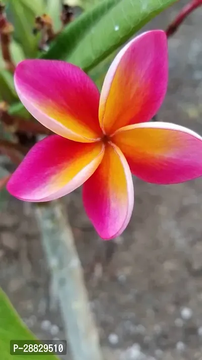 Baishnab  THE GREEN DOTCOM PLUMERIA PLANT Plumeria