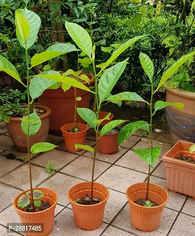 Baishnab  jackfruit plantpapayaArtocarpus Heterop-thumb0