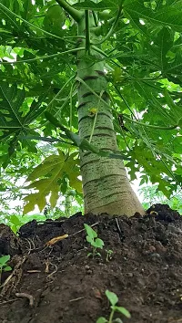 Baishnab Papaya Plant Desi Indian rare dwarf hybrid live papaya papita Pepe fruit live healthy plant-thumb1