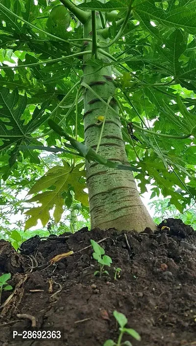 Baishnab Papaya Plant Desi Indian rare dwarf hybrid live papaya papita Pepe fruit live healthy plant-thumb2