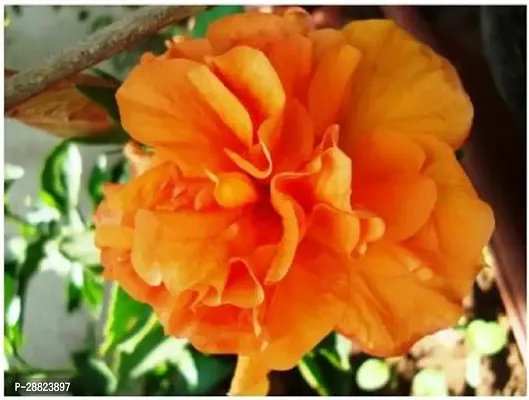 Baishnab  Kaner Double Orange Flower Rose Plant-thumb0