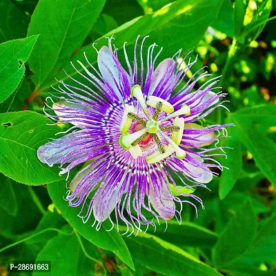 Baishnab Passion Plant _Go84733-thumb0