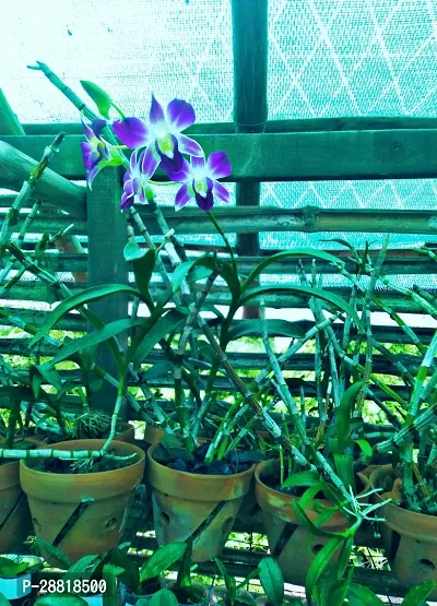 Baishnab  Live orchid plant 100 original plant s