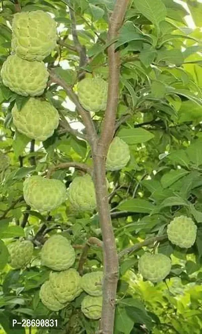 Baishnab Custard Apple Plant Thai Custard Apple Plant-thumb0