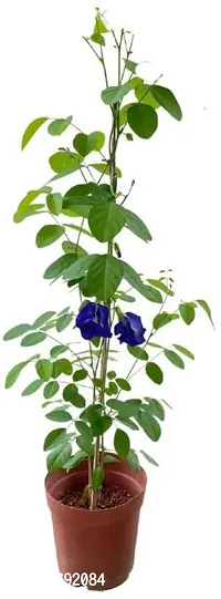 Baishnab Aparajita Butterfly Pea Plant Butterfly_Pea_Plant-thumb0