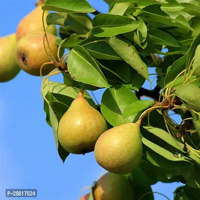 Baishnab  Pear Plant 778 Pear Plant-thumb0