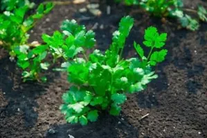 Baishnab CORIANDER PLANTS Dhaniya Seeds 03100PIECE-thumb1