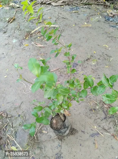 Baishnab  AMERICAN CHERRY Cherry Fruit Plant