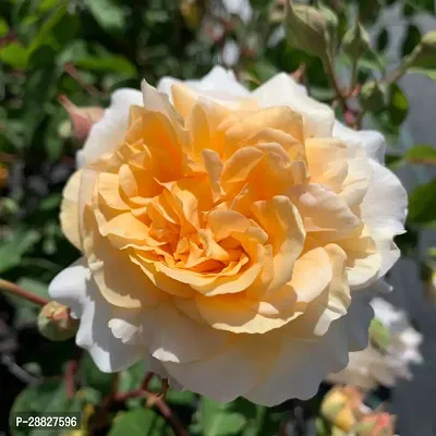 Baishnab  ROSE PLNTCHINE ROSE Rose Plant-thumb0