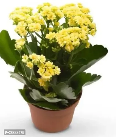 Baishnab  Live HEalthy Yellow Kalanchoe Plant With