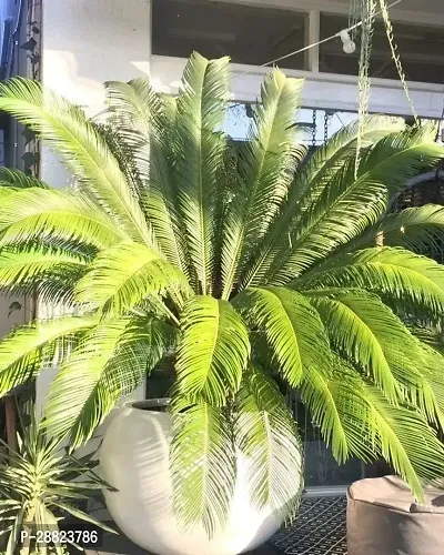 Baishnab  Cycas Revoluta Plant Live Plant CF1321