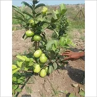 Baishnab Guava Plant fruit04-thumb1