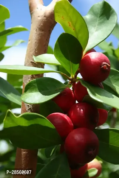 Baishnab Guava Plant Hybrid Strawberry Guava A9-thumb0