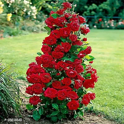 Baishnab  Floribunda Roses Rose Plant-thumb0