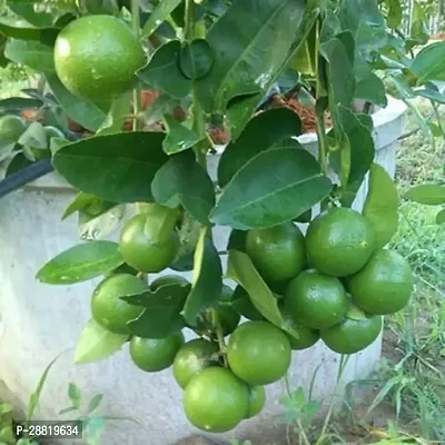 Baishnab  leh01 Lemon Plant