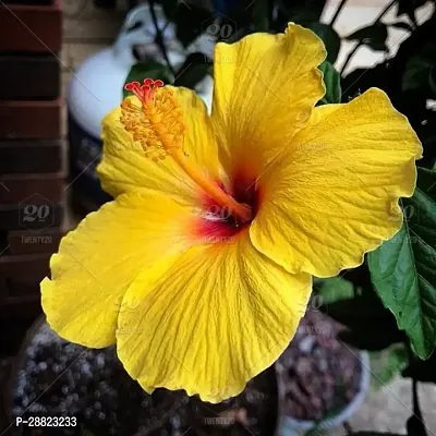 Baishnab  YELLOW HIBISCUS 56 Hibiscus Plant