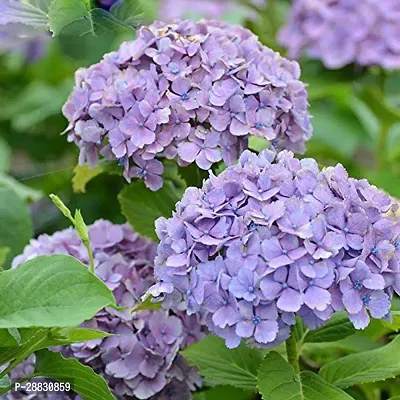 Baishnab  HYDRA27 Hydrangea Plant