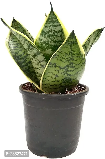 Baishnab  AL55 Snake Plant-thumb0