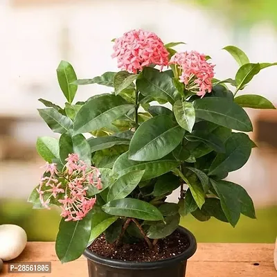 Baishnab Ixora Mini Pink Flowering Plant Live Plant Pink Ixora Dwarf Pink-Pink Cluster Roof Top Suitable For Gardening Home Plant(1 Healthy Live Plant).-thumb0