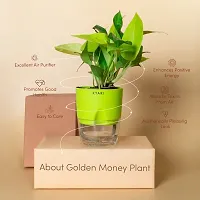 Baishnab Golden Money Plant Live Golden Money Plant | Green Self-Watering Pot | Positivity Health Good Luck-thumb1