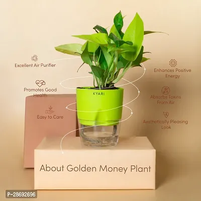 Baishnab Golden Money Plant Live Golden Money Plant | Green Self-Watering Pot | Positivity Health Good Luck-thumb2