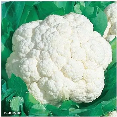 Baishnab CAULIFLOWER SEEDP cauli a777550PIECE-thumb0