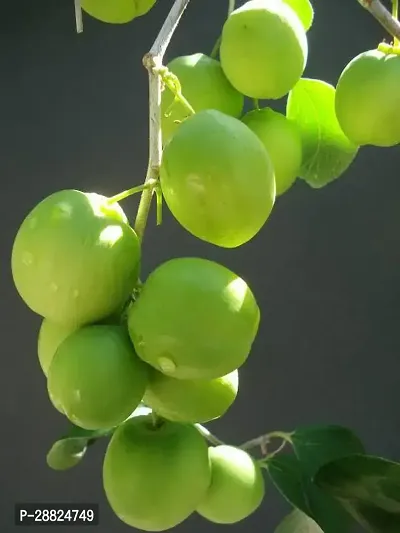 Baishnab  aza1 Apple Plant