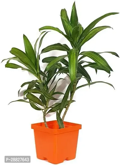 Baishnab  LIVE PLANT Air Purifying  Decorative Dra