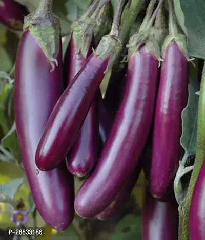 Baishnab Brinjal seed 100 per packet hjPurple Long Brinjal Eggplant Seeds100PIECE-thumb0