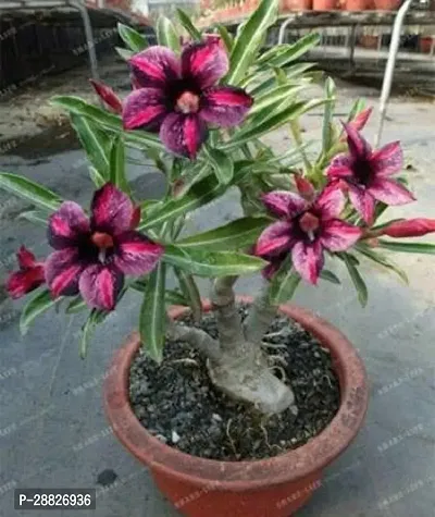 Baishnab  Rare Adenium Obesum Desert Rose Black Ade