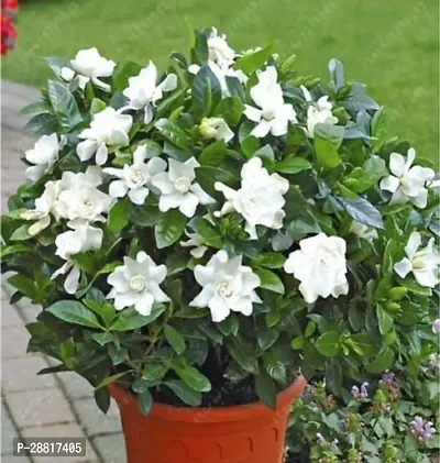 Baishnab  Jasmine 6 Plant Jasmine Plant-thumb0