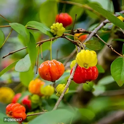 Baishnab Cherry Fruit Plant CHERRY FRUIT PLANT-C39-thumb0