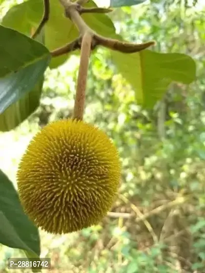 Baishnab  Jack Fruit JF Kk1 Jack Fruit Plant