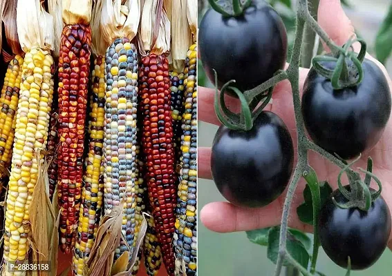 Baishnab Corn Tomato sed 40 ps jjCorn  Seeds  VXL 57340PIECE-thumb0