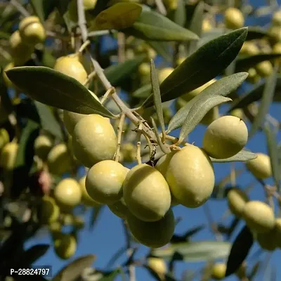 Baishnab  Indian OliveJalpai Live Plant CF020 ZZ