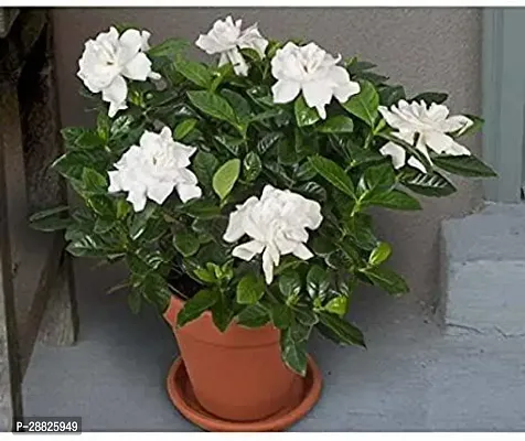 Baishnab  x0x11 Jasmine Plant