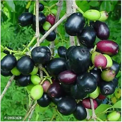 Baishnab Jamun Plant Saraswati GardensLive Black Jamun Grafted Jam Sweet Fruit Plant (1 Healthy Plant On Polybag)-thumb0