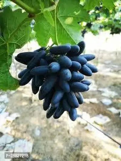 Baishnab  s411 Grapes Plant-thumb0