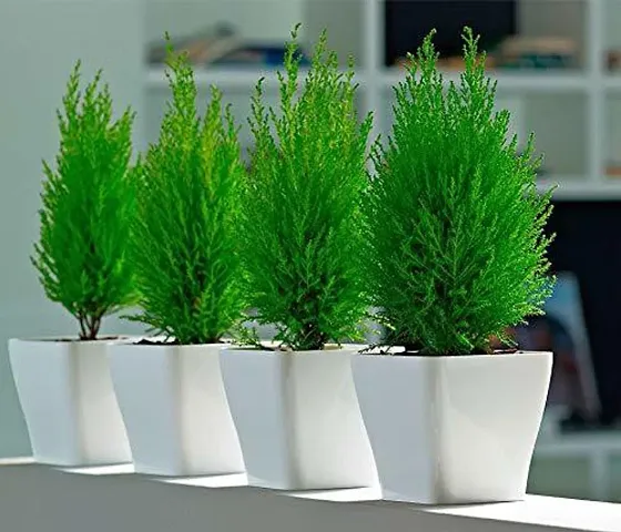 Limited Stock!! Plant & Planters 