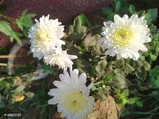 Baishnab  chamanthi live plant Chamaedorea Plant