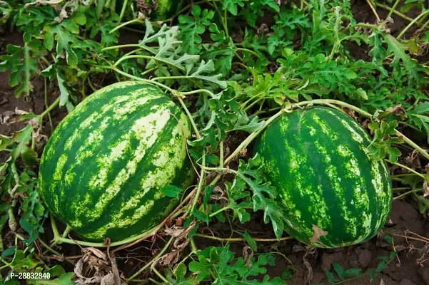 Baishnab Watermelon seed 30 Ps.watermelon G38630PIECE-thumb0