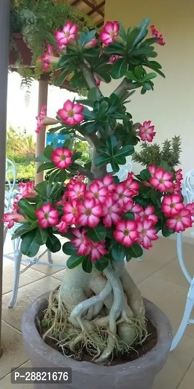 Baishnab  an01 Adenium Plant-thumb0