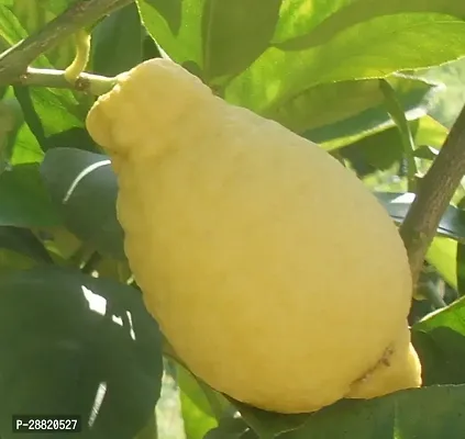 Baishnab  Lumia lemons plant Lemon Plant