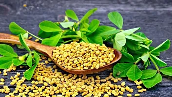 Baishnab Methi  seed 100 per packet rbhybrid F1 Methi   Fenugreek   Menthe or Menthya     Vendhayam   uluva seeds100PIECE-thumb1