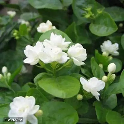 Baishnab Jasmine Plant Jasmin Flower Plant With Pot-thumb0