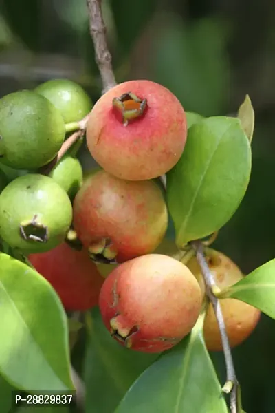 Baishnab  Thai Strawberry Guava Plant A17 Guava P-thumb0